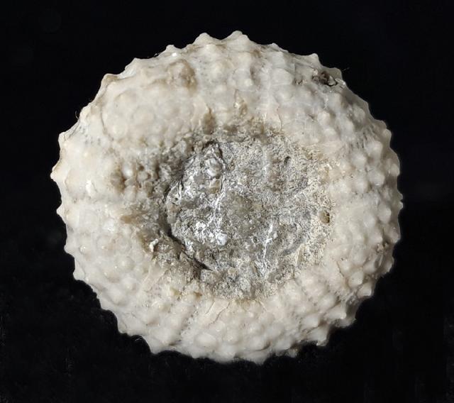Coelopleurus coronalis (LESKE 1778) - Bild © FossNet FossilienStore